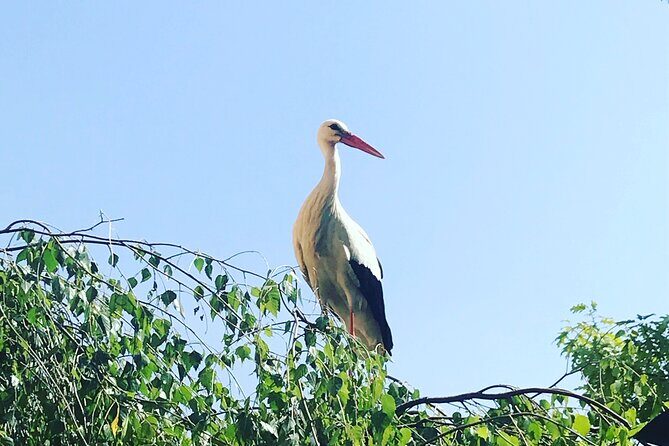 Private and customizable: Alsace Wine Route HIGHLIGHTS in 3 hours - The Bottom Line