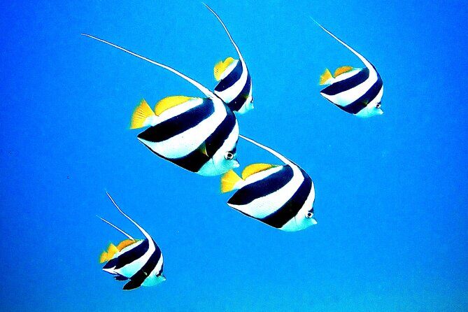 Private and Personalized Scuba Diving Adventures for All Experience Levels - Final Thoughts