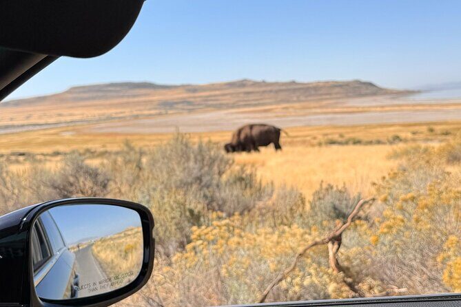 Private Antelope Island & Great Salt Lake Tour - The Guide and Overall Experience