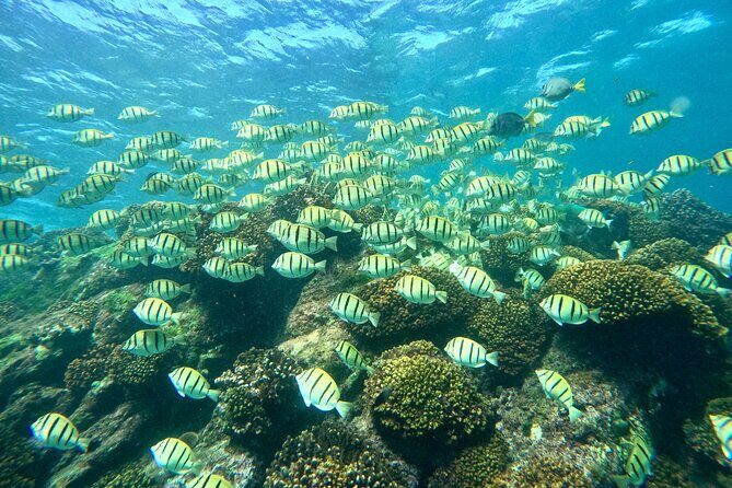 Private Arch and Snorkeling Tour in Cabo San Lucas with Photos - The Sum Up