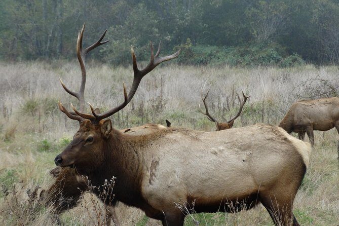 Private Avenue of the Giants Redwoods Day Trip from San Francisco - Frequently Asked Questions