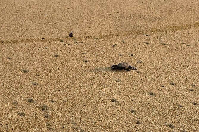 Private Baby Sea Turtle Release Huatulco HT - Key Points