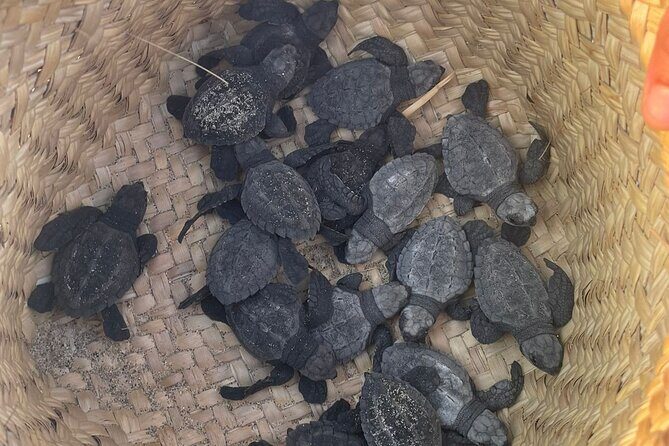 Private Baby Sea Turtle Release Huatulco HT - Final Thoughts