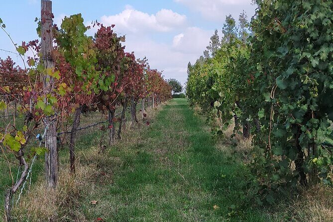 Private Balsamic vinegar & Parmigiano Reggiano factory visits - FAQs