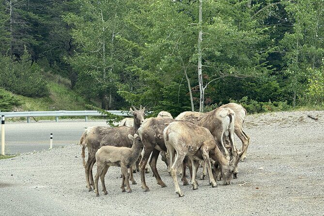 Private Banff Day Tour Lake Minnewanka and Lake Louise and more - An In-Depth Look at the Tour