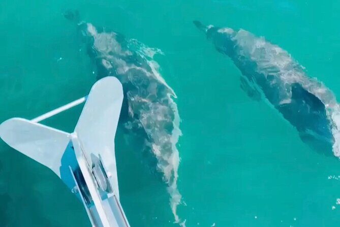 Private Beach Tour on a Luxury Sailing Boat in Lisbon - The Sum Up