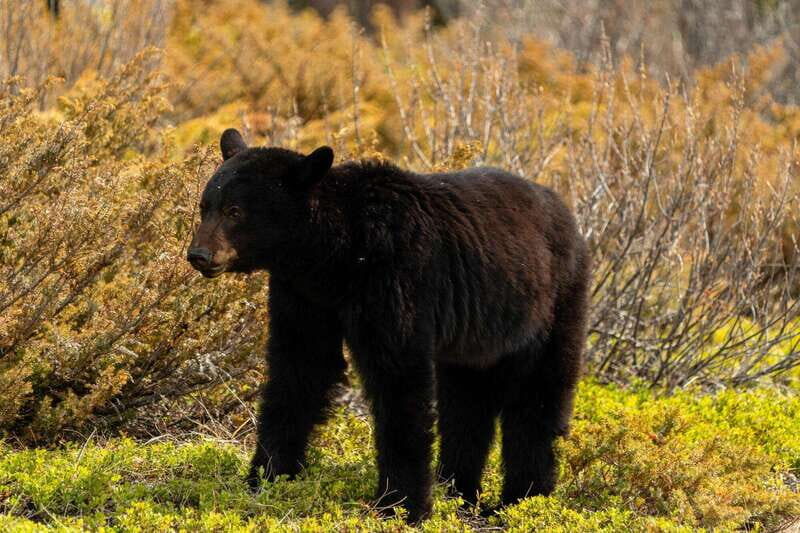 PRIVATE: Bear Country Hiking Tour - 4H Adventure - What’s Included and Not Included