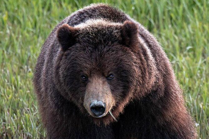Private Bear Viewing By Seaplane - Introduction