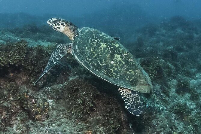 Private Beginner Scuba Diving Experience in Cabo San Lucas - The Value of the Experience