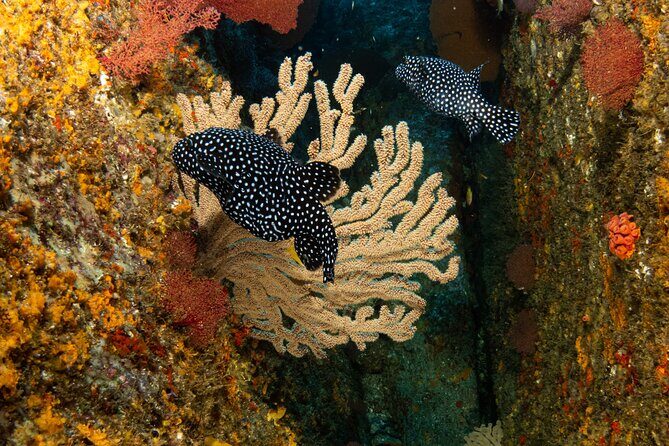 Private Beginner Scuba Diving Experience in Cabo San Lucas - Final Thoughts