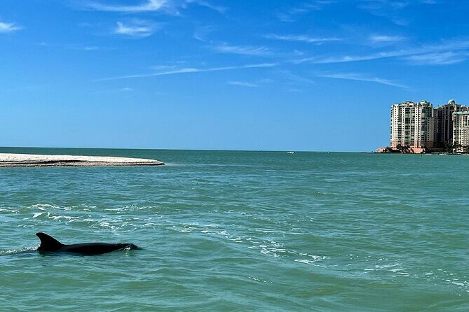 Private Best of Marco Island Dolphin Tour - What to Expect from the Tour