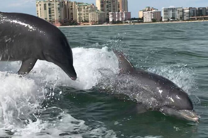 Private Best of Marco Island Dolphin Tour - Final Thoughts