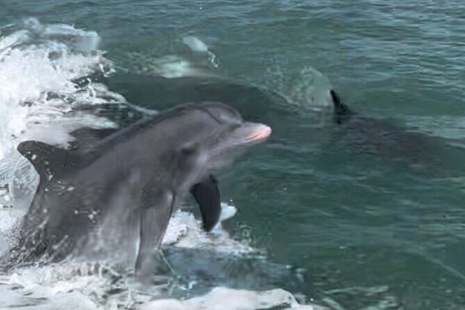 Private Best of Marco Island Dolphin Tour - FAQ