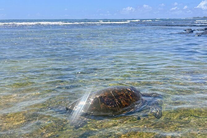 Private Big Island: History & Local Market Tour (Up to 12) - Who Should Consider This Tour?