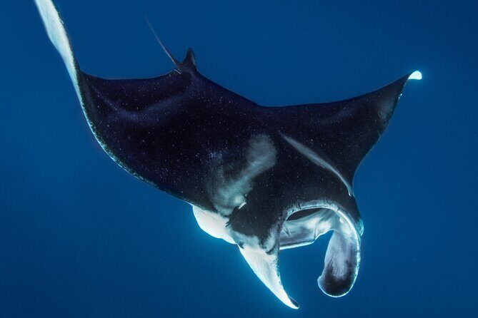 Private Big Island Snorkeling - Who Is This Tour Best For?