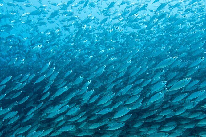 Private Big Island Snorkeling - Final Thoughts