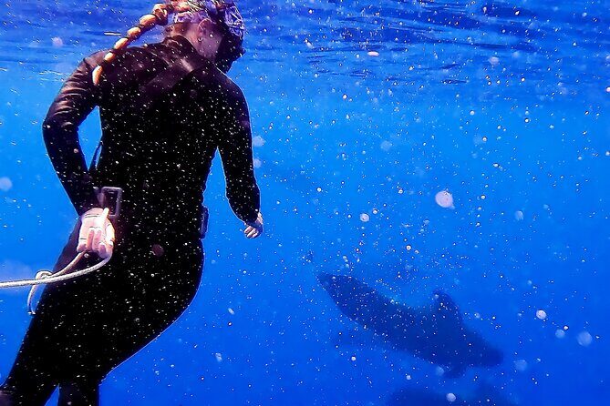 Private Biologist-Led Sea'fari (up to 10 passengers) - The Itinerary in Detail