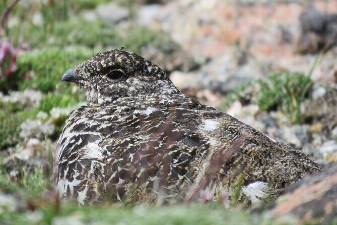 Private Birding Hike in Rocky Mountain National Park - The Landscape and Wildlife: What Makes It Special