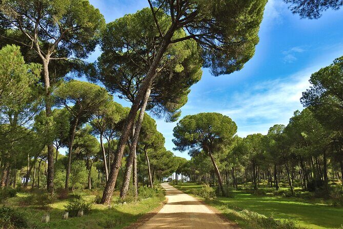 Private Birding & Photography Day Trip to Doñana - Is It Worth the Price?