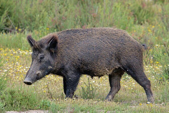 Private Birding & Photography Day Trip to Doñana - Final Thoughts: Who Should Consider This Tour?