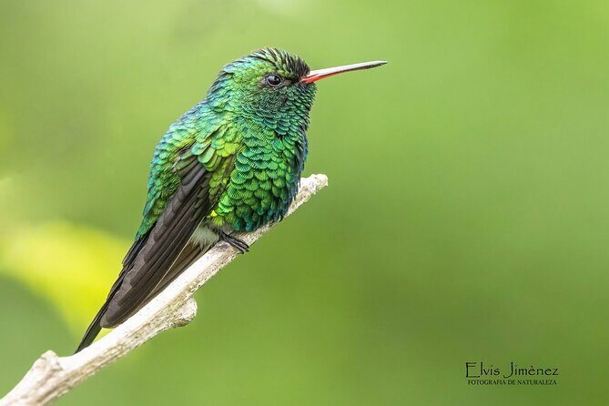 Private Birdwatching Tour with a Guide in Cozumel - Exploring the Details of the Tour Experience
