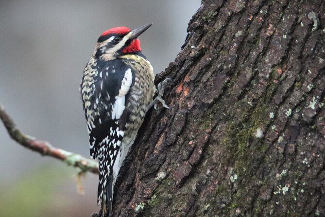 Private Birdwatching Walking Activity in Hendersonville - Exploring Hendersonville’s Birdlife: A Close-Up Look at the Private Birdwatching Walk