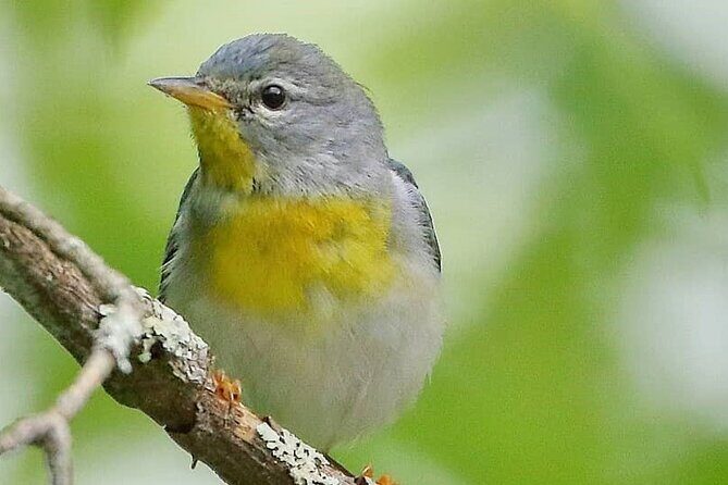 Private Birdwatching Walking Activity in Hendersonville - Key Points