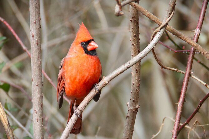 Private Birdwatching Walking Activity in Hendersonville - Testimonials and Real Talk