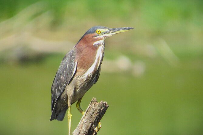 Private Birdwatching Walking Activity in Hendersonville - Who Should Consider This Tour?