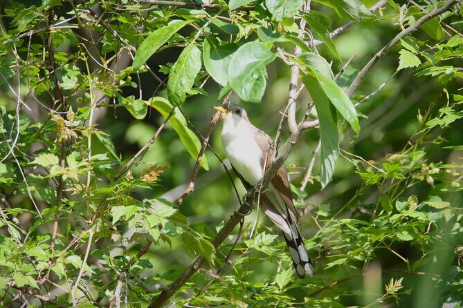 Private Birdwatching Walking Activity in Hendersonville - FAQs