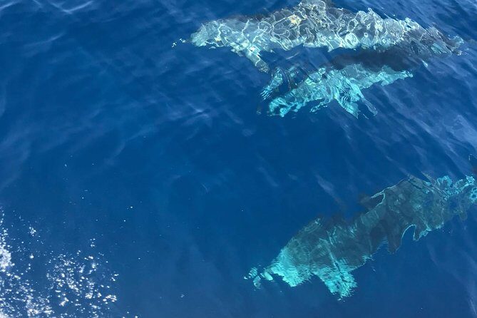 Private Blue Lagoon and 3 islands Tour from Trogir and Split - Who Would Love This Tour?