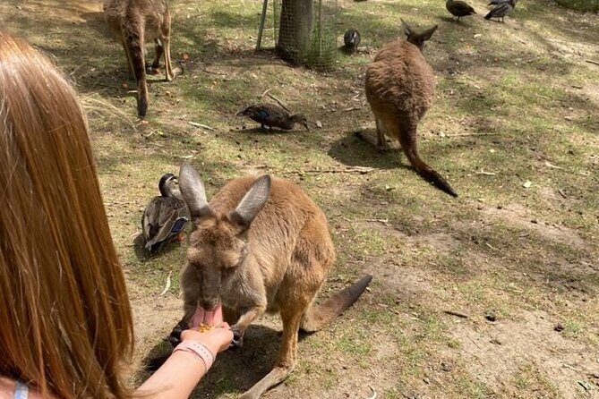 Private Blue Mountains Tour | Waterfalls, Koalas & Views - FAQ