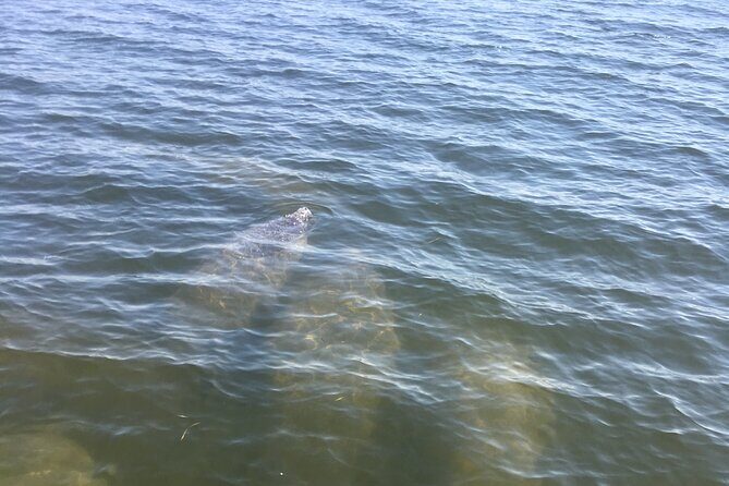 Private Boat and Dolphin Watching in Florida - Final Thoughts