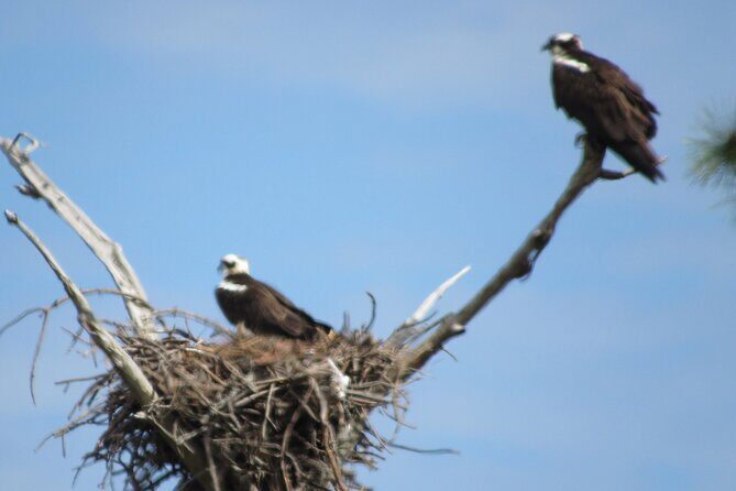 Private Boat and Dolphin Watching in Florida - FAQs