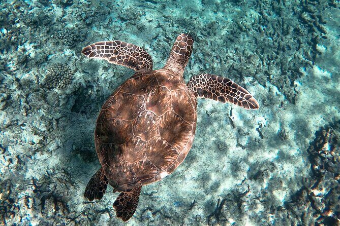 Private Boat Cruise of Waikiki! Snorkel, Sightseeing, Sea Life! - Considerations: Is It Right for You?
