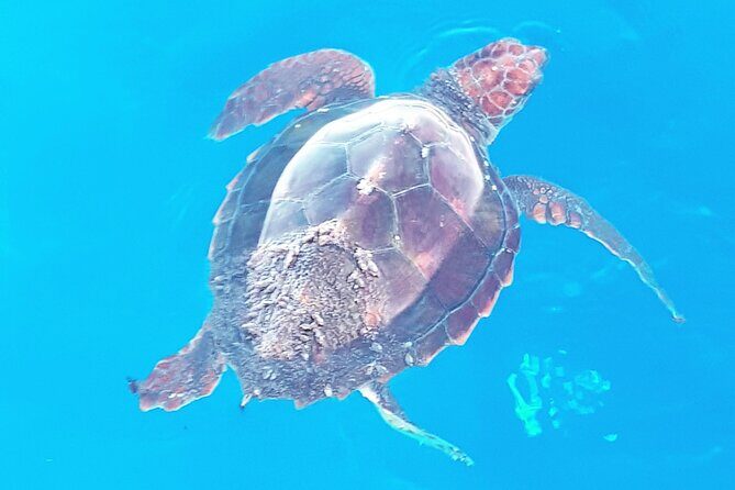 Private boat tour - What to Expect from the Tenerife Private Boat Tour