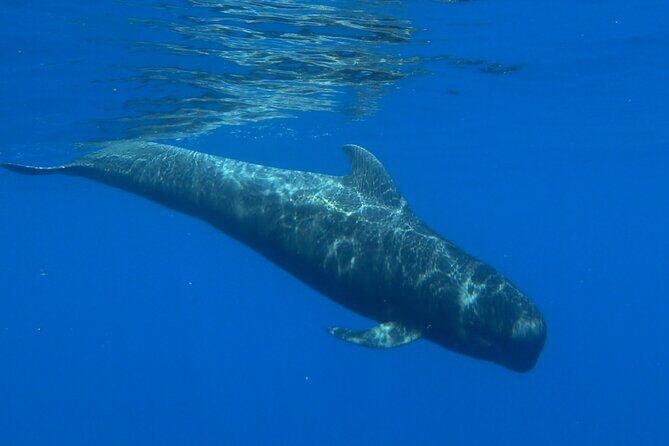 Private boat tour - FAQ