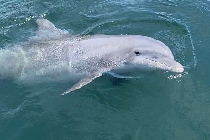 Private Boat Tour Dolphins Sunsets Shell Island and Snorkeling - Who Is This Tour Best For?