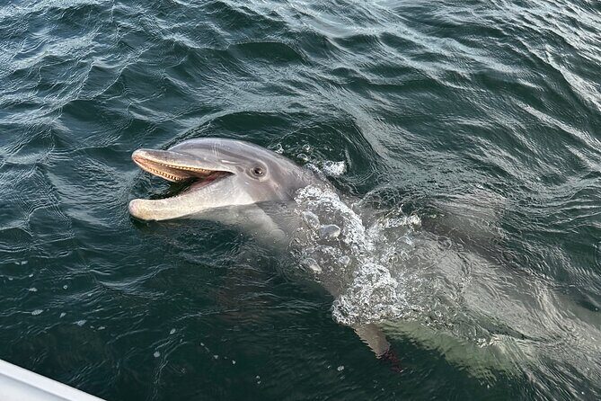 Private Boat Tour Dolphins Sunsets Shell Island and Snorkeling - Final Thoughts