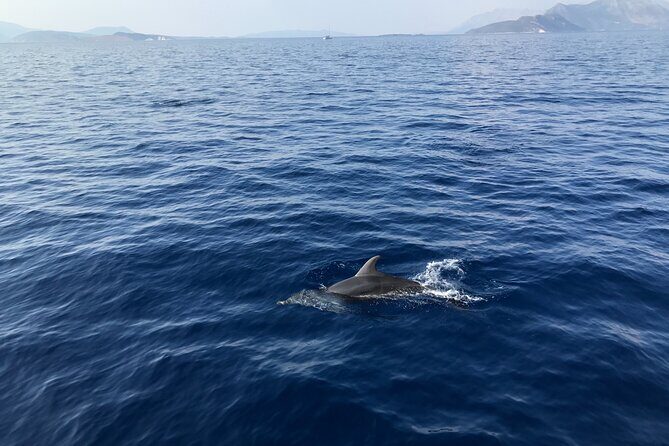 Private Boat Tour from La Spezia to Portovenere and Palmaria Islands Tino Tinetto - The Sum Up: Is It Worth It?