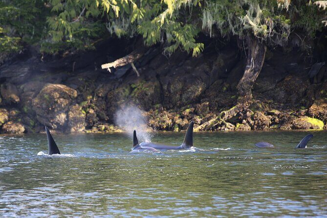 Private Boat Tour of Misty Fjords from Ketchikan - Customization & Flexibility: Making the Tour Your Own