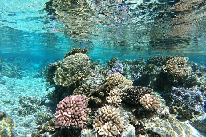 Private Boat Tour of Moorea Lagoon - FAQ