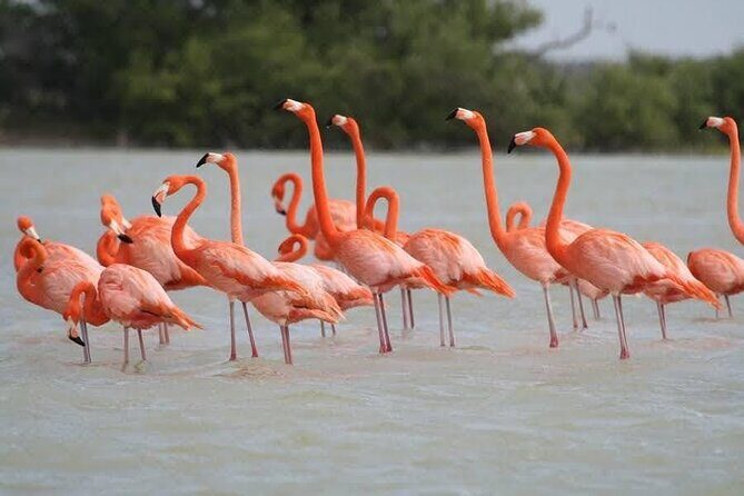 Private Boat Tour of Rio Lagartos - Final Thoughts