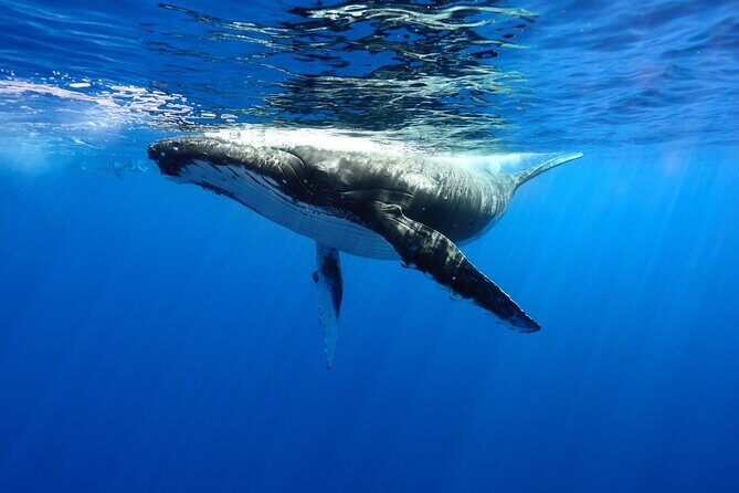 Private boat tour to swim with whales and sharks - Experience the Magic of Moorea’s Marine Life with a Private Whale and Shark Tour
