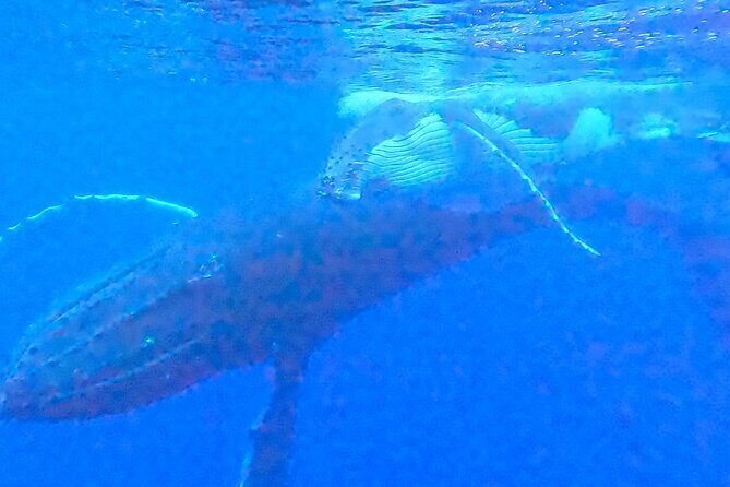 Private boat tour to swim with whales and sharks - Frequently Asked Questions