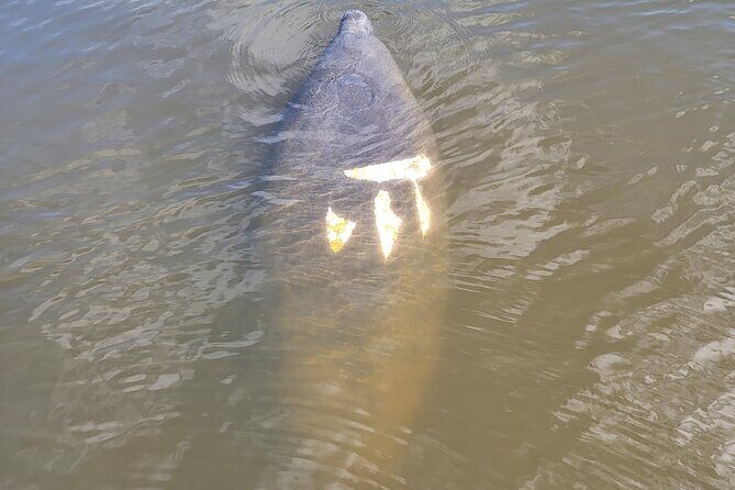 Private Boat Tour up to 12 People Fort Myers Beach and Sanibel - FAQs