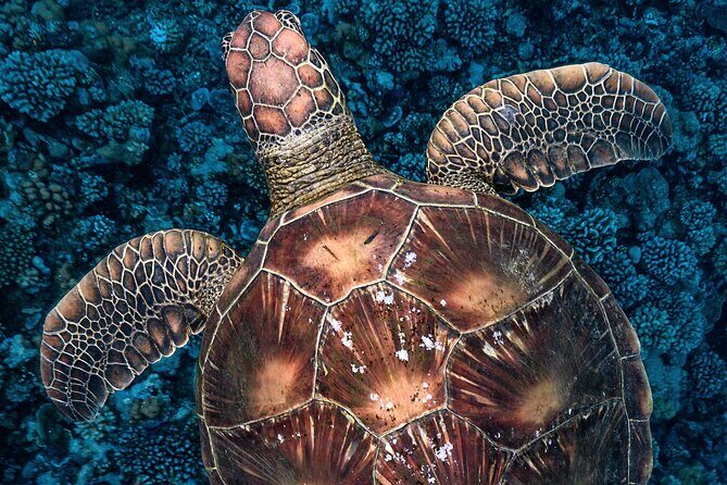 Private Boat Tours on Moorea Lagoon - The Value of a Private, Tailor-Made Experience