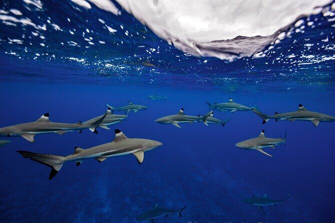 Private Boat Tours on Moorea Lagoon - Who Will Love This Tour?