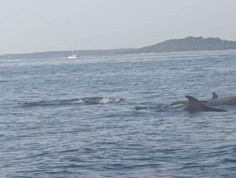 Private boat trips in Porec: dolphin watching, panoramic views - Who Is This Tour Best For?