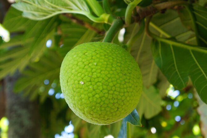 Private Botanical Garden Experience in the Heart of Maui - Key Points